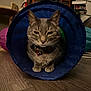 Kirby Howie joined the competition — help win amazing prizes! cat, tabby_cat, pet, animal, indoor, play_tunnel, floor, wood_floor, collar, bells, feline, fur, whiskers, ears, paws, household, furniture, relaxed, closeup, domestic_cat