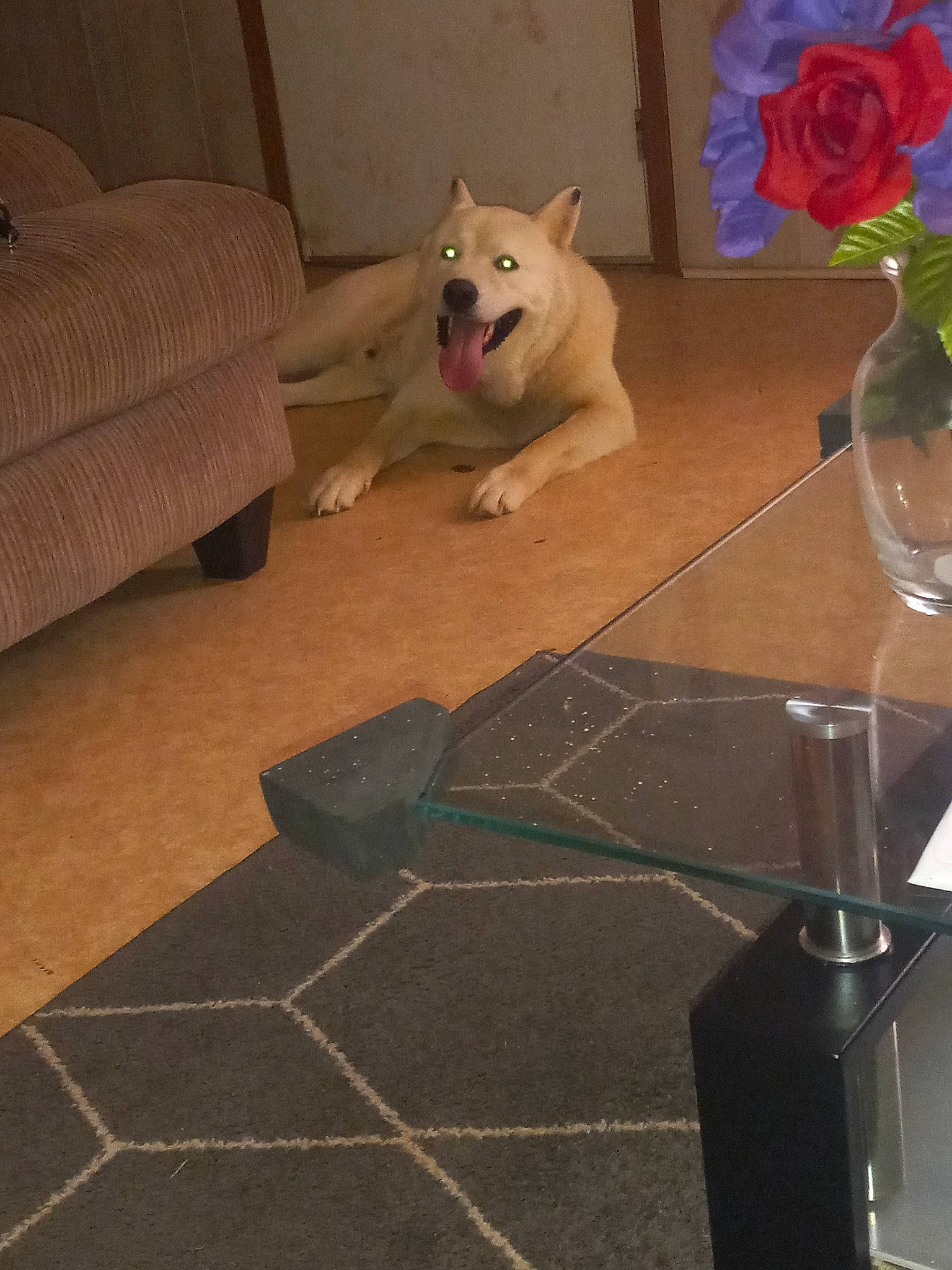 Bear joined the competition — help win amazing prizes! carnivore, companion_dog, dog, dog_breed, fawn, floor, flooring, flower, hardwood, interior_design, laminate_flooring, petal, plant, rose, table, tail, toy_dog, vase, wood, working_animal