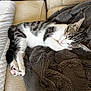 Cleopatra joined the competition — help win amazing prizes! cat, tabby, sleeping, blanket, couch, home_interior, furniture, cozy, relaxation, pet, indoor, soft_texture, paws, fur, resting, living_room, comfort, domestic_animal, quiet, nap