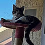 Cleopatra joined the competition — help win amazing prizes! cat, cat_tree, indoor, window, sunlight, curious, pet, feline, fur, tail, play_toy, pink, texture, wall, relaxed, animal, domestic, home, resting, looking