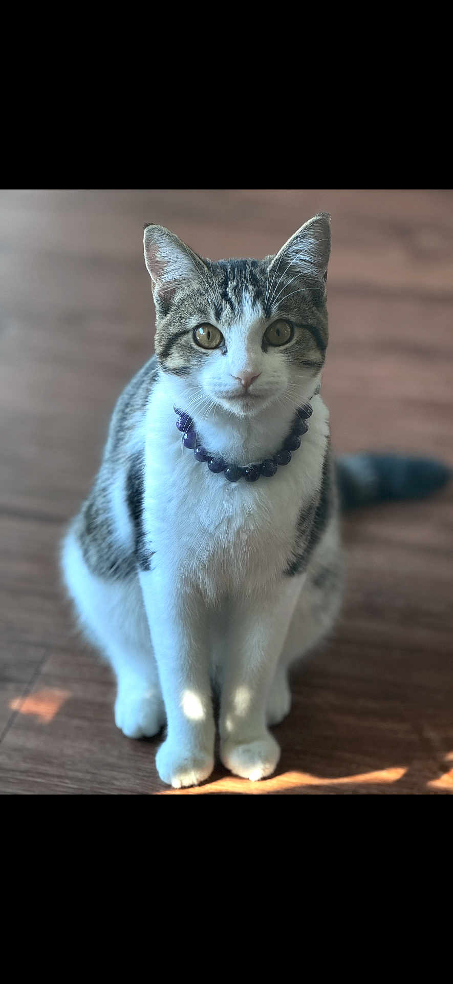 Cleopatra joined the competition — help win amazing prizes! cat, tabby, white_fur, sitting, floor, wooden_floor, necklace, purple_beads, pet, animal, indoor, portrait, cute, feline, whiskers, ears, eyes, tail, fur, domestic_cat