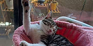 Cleopatra joined the competition — help win amazing prizes! cat, pet, indoor, pink_bed, hammock, stretching, toy, window, plant, relaxing, sleeping, feline, paw, sunlight, home, cozy, cute, resting, domestic_animal, playful