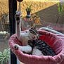 cat, pet, indoor, pink_bed, hammock, stretching, toy, window, plant, relaxing, sleeping, feline, paw, sunlight, home, cozy, cute, resting, domestic_animal, playful