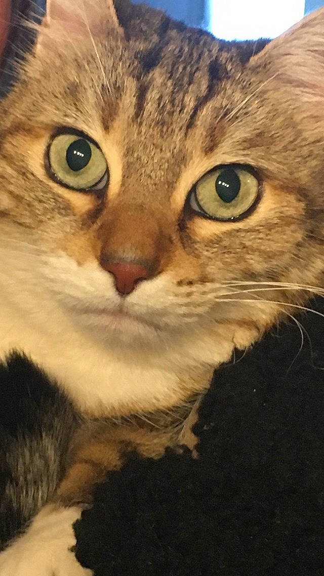 Galipette a rejoint le concours — aidez-le/la à gagner de superbes lots ! carnivore, cat, domestic_short_haired_cat, ear, felidae, fur, grass, iris, paw, photo_caption, photography, small_to_medium_sized_cats, snout, terrestrial_animal, tree, whiskers, wildlife