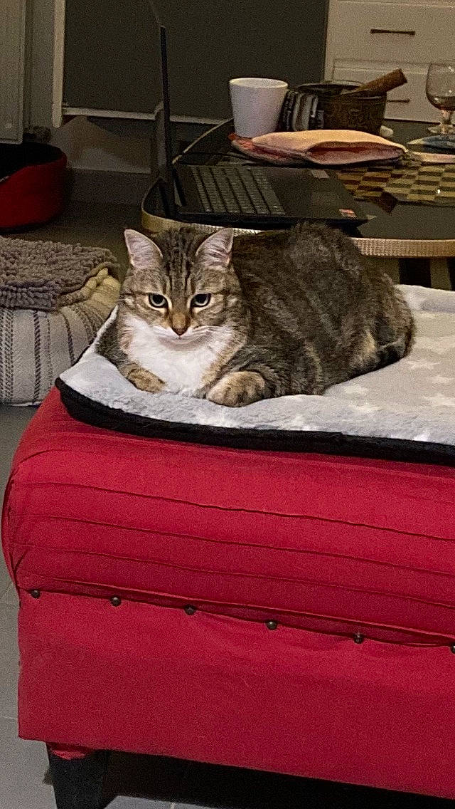 Galipette a rejoint le concours — aidez-le/la à gagner de superbes lots ! brown, cabinetry, carnivore, cat, comfort, domestic_short_haired_cat, fawn, felidae, floor, flooring, fur, grey, hardwood, linens, room, small_to_medium_sized_cats, tail, whiskers, window, wood