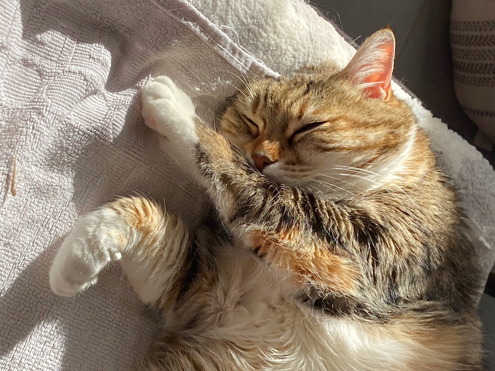 Galipette participe au concours pour gagner de l'argent avec cette photo : british_longhair, carnivore, cat, claw, comfort, domestic_short_haired_cat, felidae, fur, nap, paw, sleep, small_to_medium_sized_cats, snout, tail, terrestrial_animal, whiskers