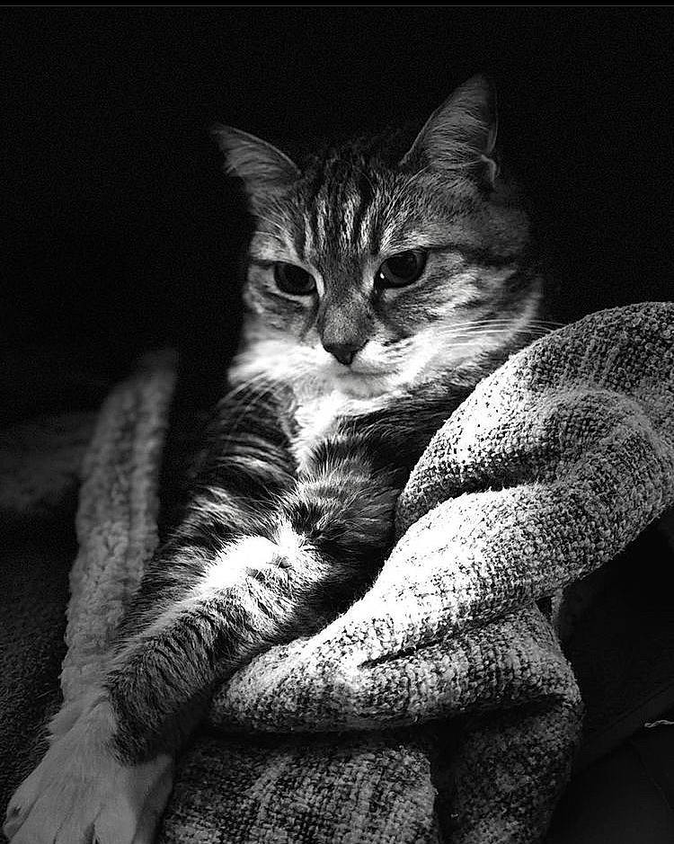 Galipette participe au concours pour gagner de l'argent avec cette photo : black_and_white, bored, carnivore, cat, close_up, darkness, domestic_short_haired_cat, felidae, flash_photography, gesture, grey, mammal, monochrome, monochrome_photography, organism, small_to_medium_sized_cats, snout, style, vertebrate, whiskers