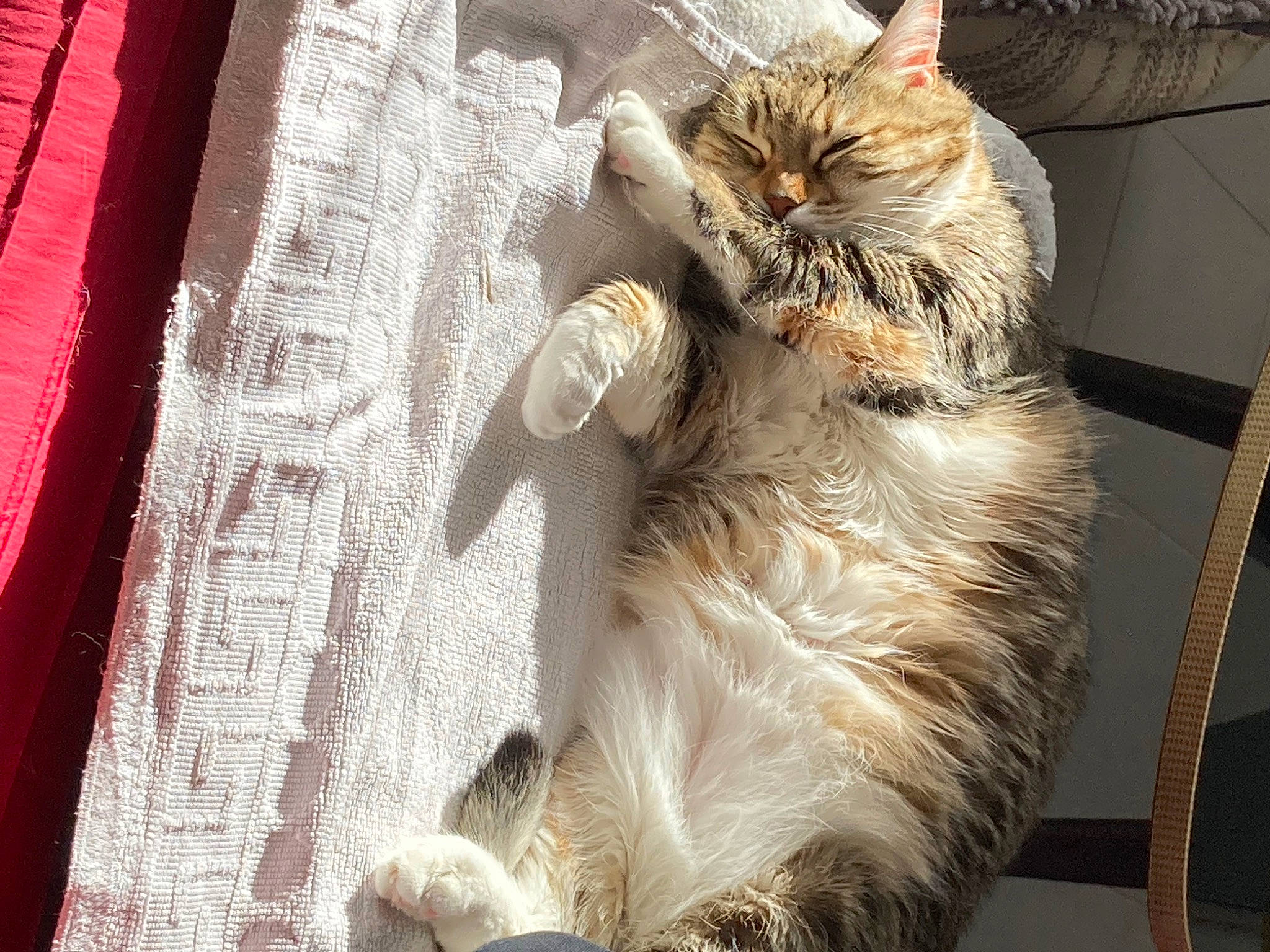 Galipette participe au concours pour gagner de l'argent avec cette photo : british_longhair, carnivore, cat, claw, comfort, domestic_short_haired_cat, fawn, felidae, fur, linens, paw, ragdoll, small_to_medium_sized_cats, tail, whiskers, woven_fabric