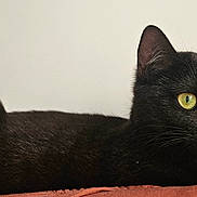 Catwoman a rejoint le concours — aidez-le/la à gagner de superbes lots ! black_cat, cat, animal, pet, feline, yellow_eyes, fur, whiskers, ears, lying_down, indoor, close_up, looking_away, resting, alert, domestic_cat, portrait, side_view, soft_texture, quiet