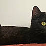 black_cat, cat, animal, pet, feline, yellow_eyes, fur, whiskers, ears, lying_down, indoor, close_up, looking_away, resting, alert, domestic_cat, portrait, side_view, soft_texture, quiet