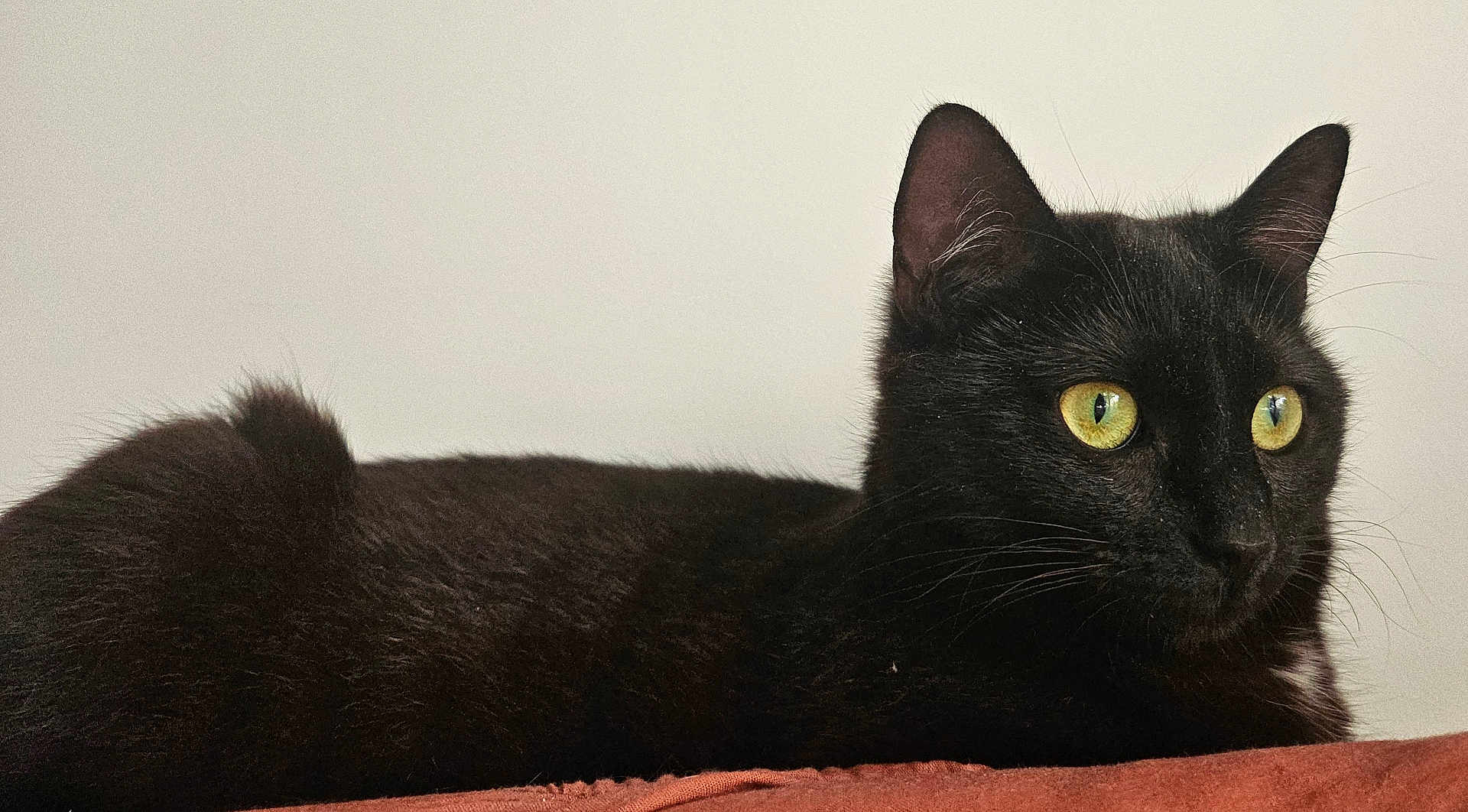 Catwoman a rejoint le concours — aidez-le/la à gagner de superbes lots ! black_cat, cat, animal, pet, feline, yellow_eyes, fur, whiskers, ears, lying_down, indoor, close_up, looking_away, resting, alert, domestic_cat, portrait, side_view, soft_texture, quiet