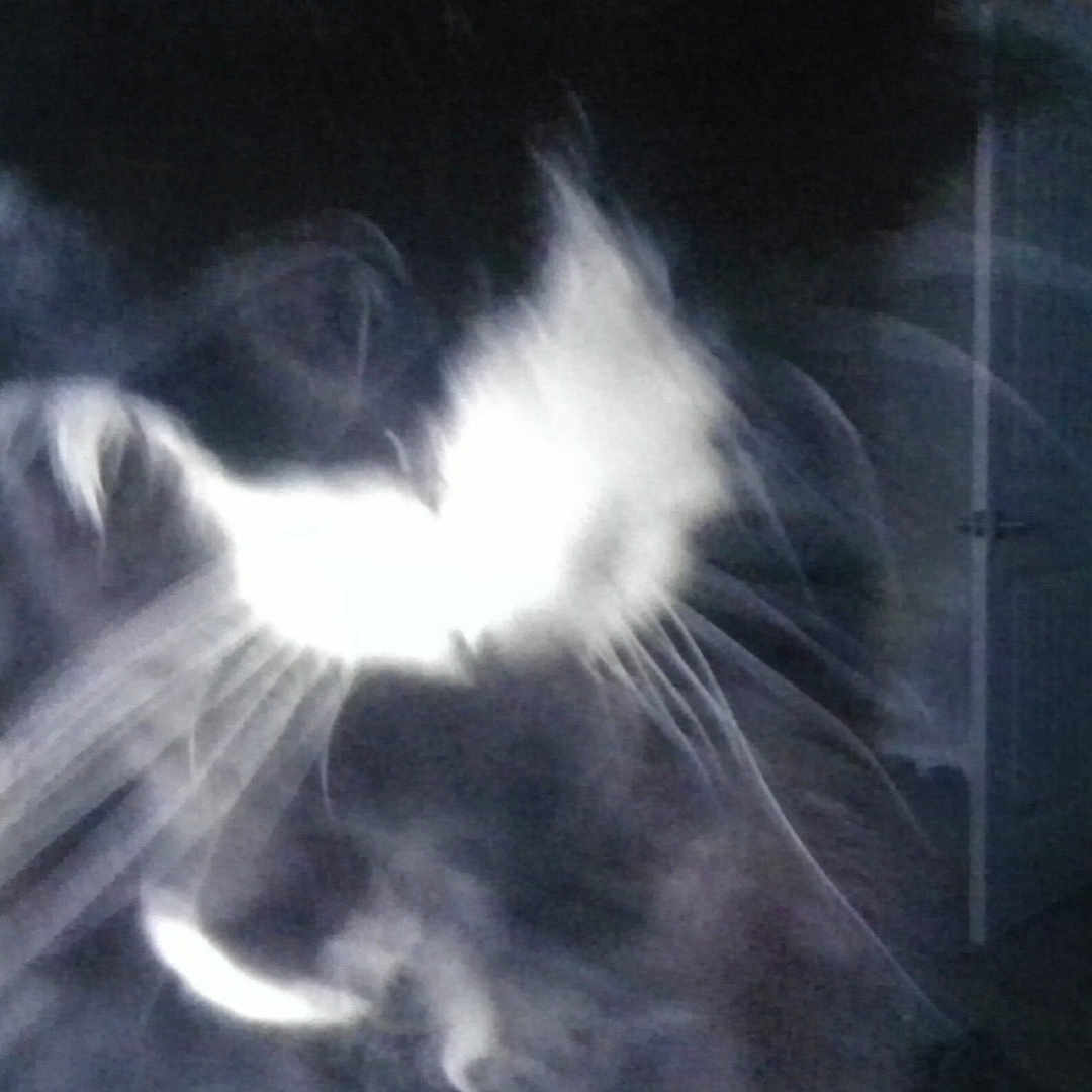 Sylvia joined the competition — help win amazing prizes! cat, blurry, whiskers, glowing, indoor, dark, surreal, motion_blur, pet, feline, mystical, room, door, furniture, shadow, low_light, household, animal, domestic, portrait