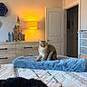 cat, bedroom, bed, blanket, lamp, castle_model, dresser, door, open_door, furniture, soft_texture, cozy, indoor, pet, sleeping, fur, warm_light, home_interior, animal, resting