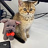 kitten, cat, plush_toy, dog_toy, desk, computer_monitor, keyboard, office, cute, pet, animal, feline, toy, indoor, workspace, curious, small, brown_fur, white_background, technology