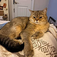 Mew joined the competition — help win amazing prizes! cat, tabby, feline, pet, indoor, bed, blanket, fur, whiskers, relaxed, animal, cute, domestic, mammal, resting, sleepy, cozy, paw, tail, home