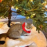 cat, christmas_tree, holiday, decorations, lights, fluffy, tree_skirt, red_collar, indoor, cozy, festive, pet, animal, carpet, greenery, ornament, relaxed, cute, feline, bell