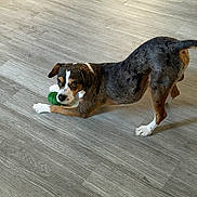 Kobie is registered to the contest to win money with this photo: dog, puppy, toy, playful, wooden_floor, pet, animal, indoor, brown, white, black, stretching, cute, young_dog, looking_at_camera, flooring, domestic_animal, canine, playtime, house