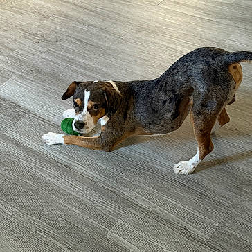 Kobie is registered to the contest to win money with this photo: dog, puppy, toy, playful, wooden_floor, pet, animal, indoor, brown, white, black, stretching, cute, young_dog, looking_at_camera, flooring, domestic_animal, canine, playtime, house