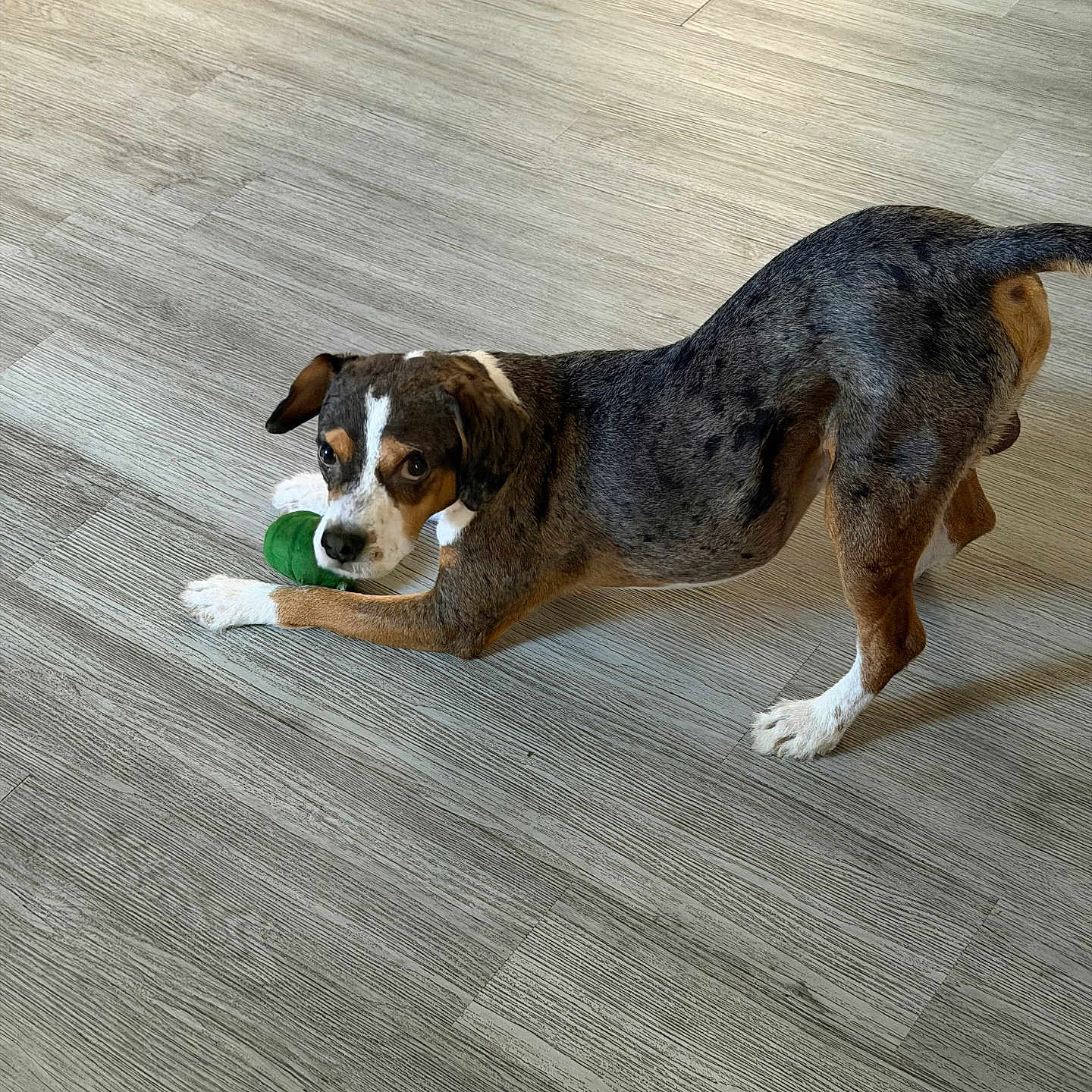 Kobie