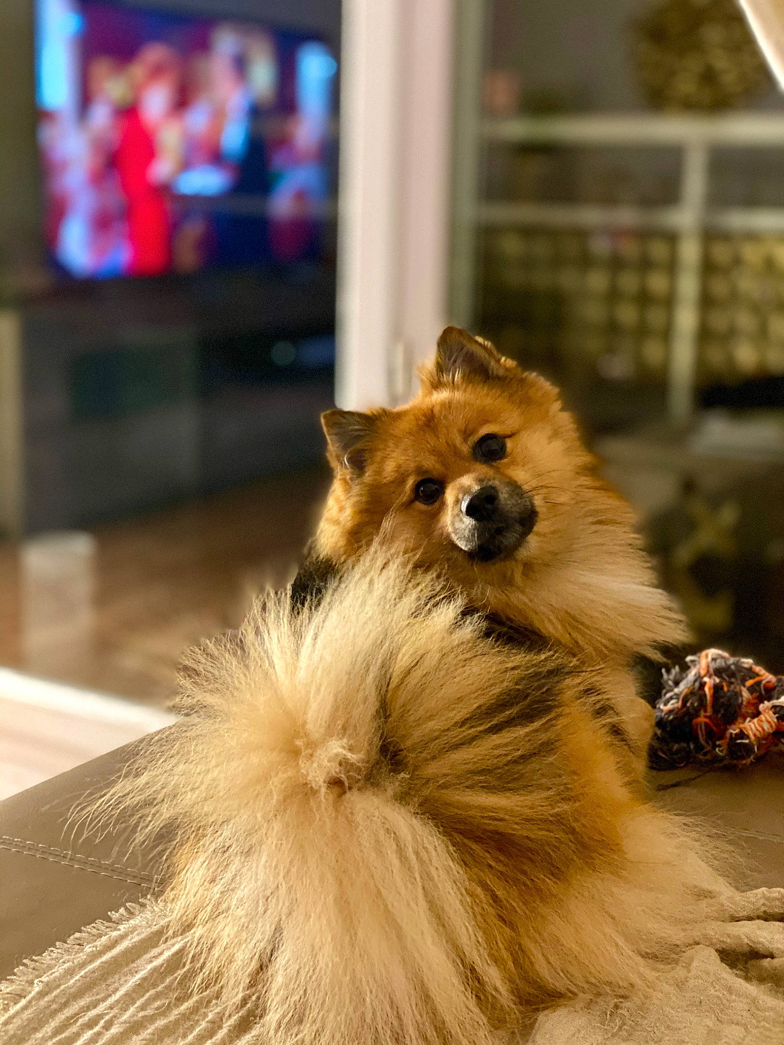 Nolan a rejoint le concours — aidez-le/la à gagner de superbes lots ! canidae, carnivore, companion_dog, dog, dog_breed, fawn, fur, german_spitz, german_spitz_klein, german_spitz_mittel, mammal, non_sporting_group, pomeranian, puppy, snout, spitz, toy_dog, volpino_italiano, whiskers