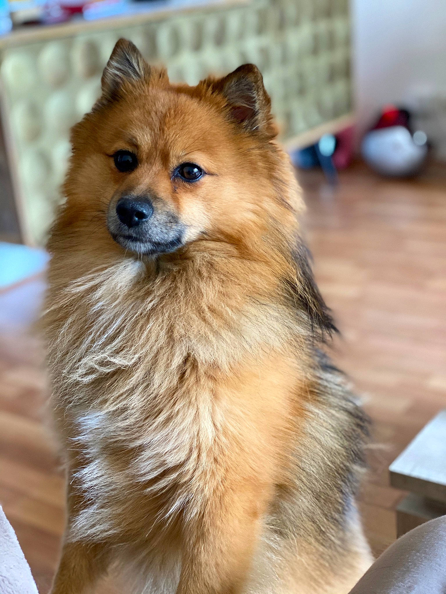 Nolan participe au concours pour gagner de l'argent avec cette photo : canidae, carnivore, companion_dog, dog, dog_breed, elo, eurasier, fawn, german_spitz, german_spitz_klein, german_spitz_mittel, icelandic_sheepdog, keeshond, mammal, pomeranian, puppy, rare_breed_dog, spitz, vertebrate, volpino_italiano