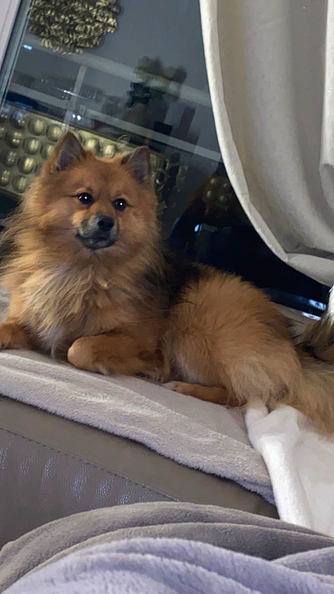 Nolan a rejoint le concours — aidez-le/la à gagner de superbes lots ! canidae, carnivore, companion_dog, dog, dog_breed, elo, eurasier, fawn, finnish_spitz, german_spitz, german_spitz_klein, german_spitz_mittel, icelandic_sheepdog, mammal, non_sporting_group, pomeranian, puppy, spitz, vertebrate, volpino_italiano