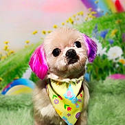 Cassia Kay joined the competition — help win amazing prizes! animal, bandana, bright, colorful, cute, decorative, dog, flowers, fluffy, fuzzy_surface, green_grass, happy, logo, pet, pink_ears, pink_paws, portrait, rainbow, studio, whimsical