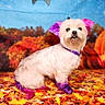 dog, small_dog, white_fur, colored_fur, purple, pink, ears, paws, tail, autumn_leaves, fall_foliage, outdoor, nature, colorful, cute, pet, collar, sitting, portrait, canine