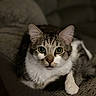 animal, cat, closeup, couch, cozy, cute, domestic_animal, ears, eyes, fur, furniture, indoor, mammal, pet, portrait, relaxed, resting, soft_light, tabby_cat, whiskers