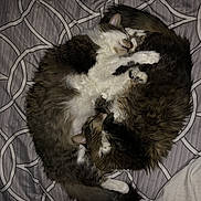 Mclovin is registered to the contest to win money with this photo: cat, sleeping, fur, bed, blanket, pattern, curled_up, cozy, pet, animal, indoor, resting, cute, two_cats, feline, whiskers, paw, tail, soft, domestic