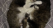 Mclovin is registered to the contest to win money with this photo: animal, bed, blanket, cat, cozy, curled_up, cute, domestic, feline, fur, indoor, pattern, paw, pet, resting, sleeping, soft, tail, two_cats, whiskers