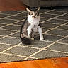 Mclovin joined the competition — help win amazing prizes! cat, indoor, rug, living_room, furniture, couch, wooden_floor, pet, animal, curious, sitting, gray, white, alert, home, cozy, floor, domestic_cat, quiet, calm
