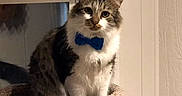 Mclovin is registered to the contest to win money with this photo: cat, blue_bow_tie, cat_tree, window, blinds, indoor, pet, feline, sitting, portrait, fur, whiskers, animal, domestic, cozy, calm, looking_at_camera, social_media_screenshot, text_overlay, furniture