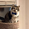 cat, blue_bow_tie, cat_tree, window, blinds, indoor, pet, feline, sitting, portrait, fur, whiskers, animal, domestic, cozy, calm, looking_at_camera, social_media_screenshot, text_overlay, furniture