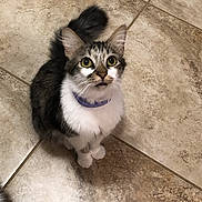 Mclovin joined the competition — help win amazing prizes! animal, cat, collar, curious, fluffy, furry, gray_and_white, green_eyes, home, indoor, kitten, long_hair, looking_up, paws, pet, pointed_ears, portrait, sitting, tile_floor, whiskers