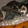 Mclovin joined the competition — help win amazing prizes! dog, cat, sleeping, pet_bed, collar, paw_prints, blanket, wooden_floor, indoor, resting, cozy, animal, friendship, napping, domestic, furry, cute, relaxed, companion, sleep