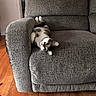 Mclovin joined the competition — help win amazing prizes! animal, armchair, cat, cozy, cushion, feline, funny_pose, gray_chair, home, indoor, living_room, lounging, paws, pet, playful, portrait, relaxed, upside_down, whiskers, wooden_floor