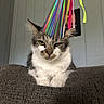 Mclovin joined the competition — help win amazing prizes! animal, birthday_hat, cat, celebration, colorful, couch, ears, fluffy, funny, fur, gray_fur, green_eyes, indoors, party_hat, pet, portrait, rainbow, sitting, whiskers, white_fur