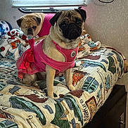Emily is registered to the contest to win money with this photo: pug, dog, pet, pink_clothing, bed, quilt, blanket, indoor, window, curtains, animal, cute, small_dog, resting, furniture, cozy, canine, domestic_animal, two_dogs, textile