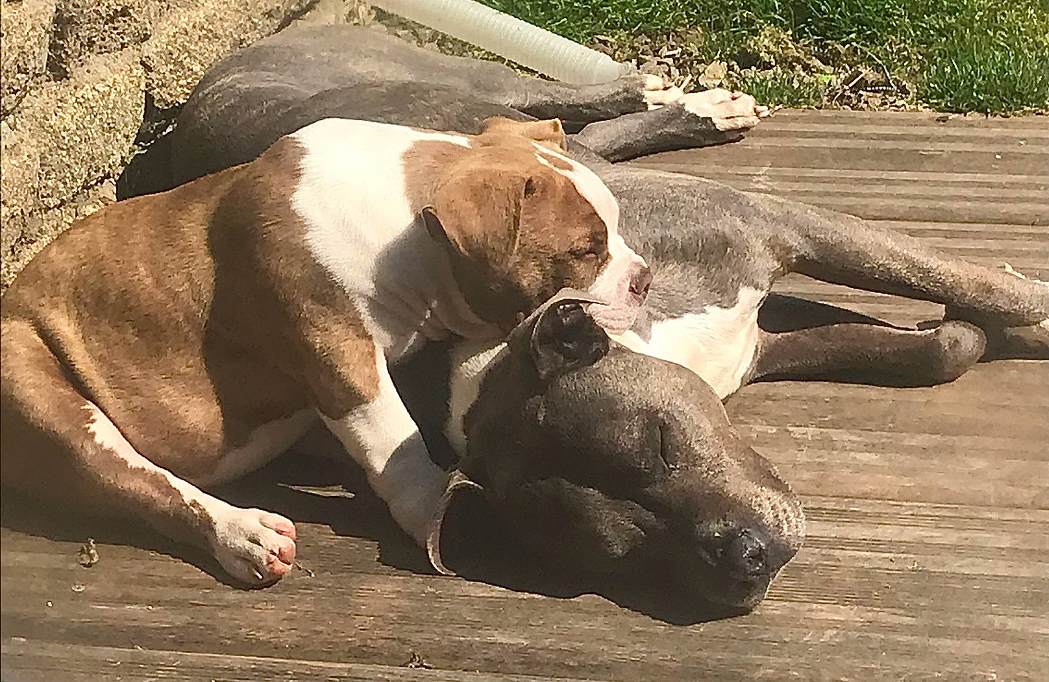 Hyron a rejoint le concours — aidez-le/la à gagner de superbes lots ! canidae, carnivore, comfort, companion_dog, dog, dog_breed, fawn, grass, great_dane, hound, liver, mammal, paw, plant, scent_hound, snout, sporting_group, terrestrial_animal, wood, working_animal