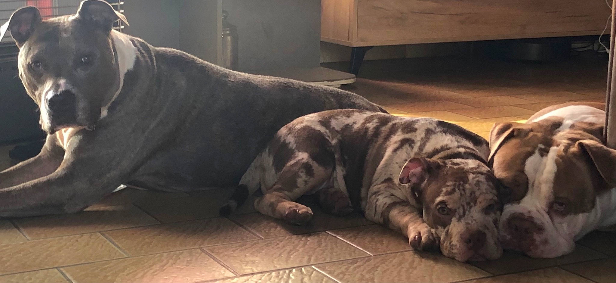 Hyron a rejoint le concours — aidez-le/la à gagner de superbes lots ! canidae, carnivore, comfort, companion_dog, dog, dog_breed, flesh, floor, flooring, fur, grey, hardwood, mat, non_sporting_group, room, snout, sporting_group, terrestrial_animal, wood