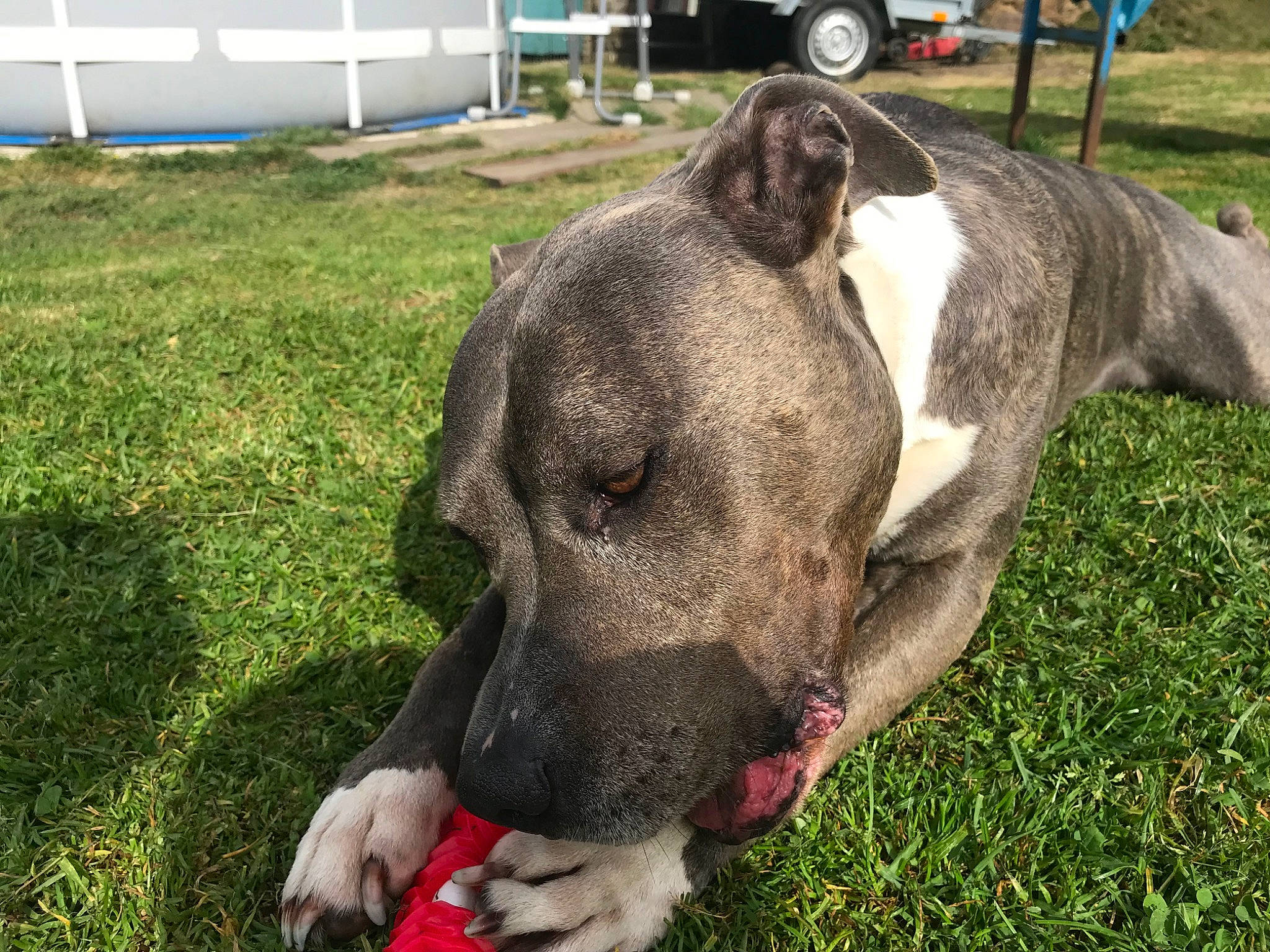 Hyron a rejoint le concours — aidez-le/la à gagner de superbes lots ! automotive_tire, carnivore, collar, companion_dog, dog, dog_breed, dog_collar, fawn, grass, guard_dog, molosser, plant, snout, sporting_group, terrestrial_animal, tire, wheel, whiskers, working_animal, working_dog