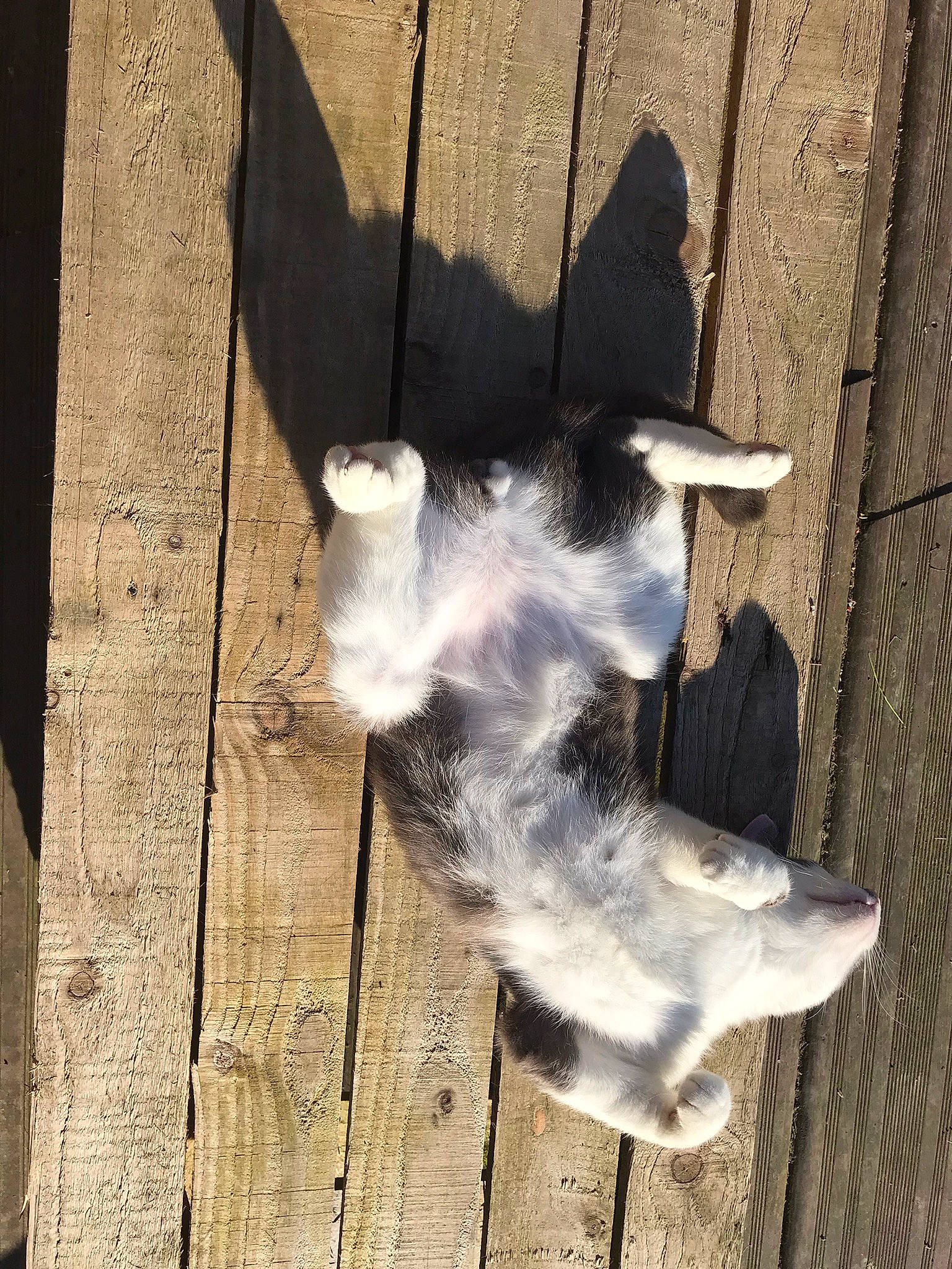 Facom participe au concours pour gagner de l'argent avec cette photo : canidae, carnivore, companion_dog, dog_breed, felidae, foot, fur, goats, hardwood, livestock, paw, plank, shadow, small_to_medium_sized_cats, snout, sporting_group, tail, whiskers, window, wood