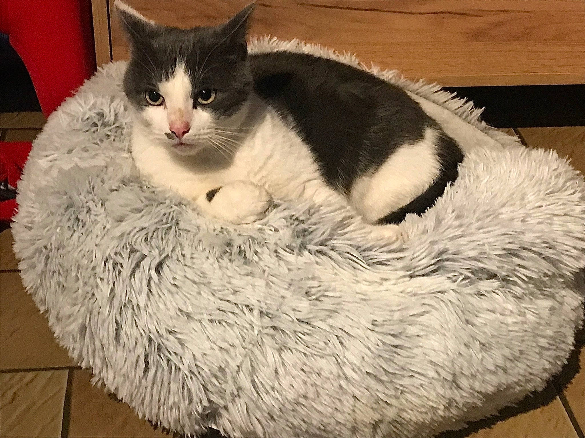 Facom participe au concours pour gagner de l'argent avec cette photo : box, carnivore, cat, cat_bed, cat_furniture, cat_supply, claw, comfort, domestic_short_haired_cat, felidae, fur, natural_material, paw, pet_supply, sitting, small_to_medium_sized_cats, snout, tail, terrestrial_animal, whiskers