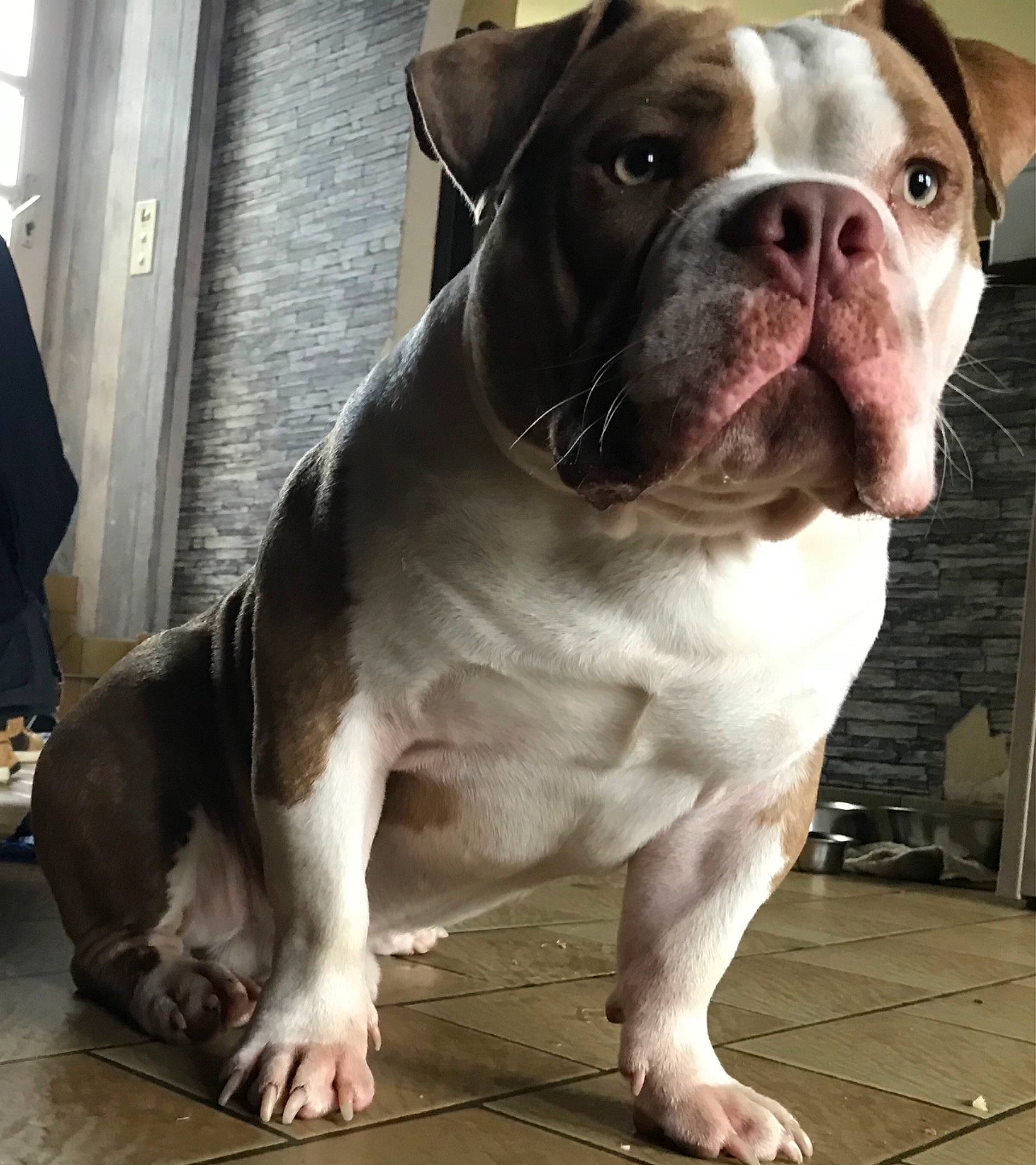 Scar a rejoint le concours — aidez-le/la à gagner de superbes lots ! canidae, carnivore, collar, companion_dog, dog, dog_breed, dog_collar, flooring, fur, liver, metal, non_sporting_group, photography, snout, sporting_group, terrestrial_animal, whiskers, window, working_animal, working_dog