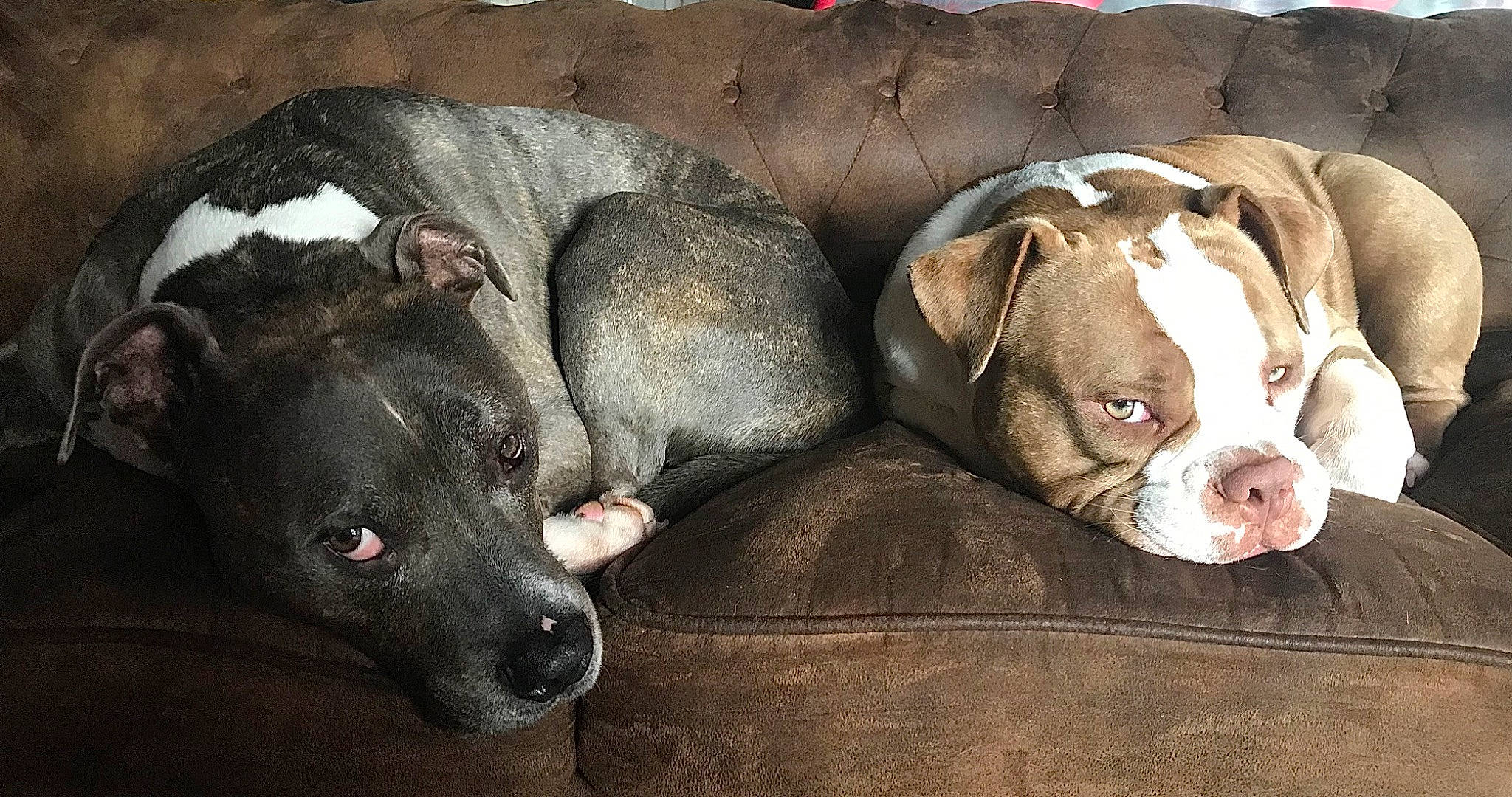 Scar participe au concours pour gagner de l'argent avec cette photo : art, canidae, carnivore, comfort, companion_dog, dog, dog_breed, ear, fawn, fur, liver, non_sporting_group, paw, pet_supply, snout, sporting_group, terrestrial_animal, whiskers, working_animal