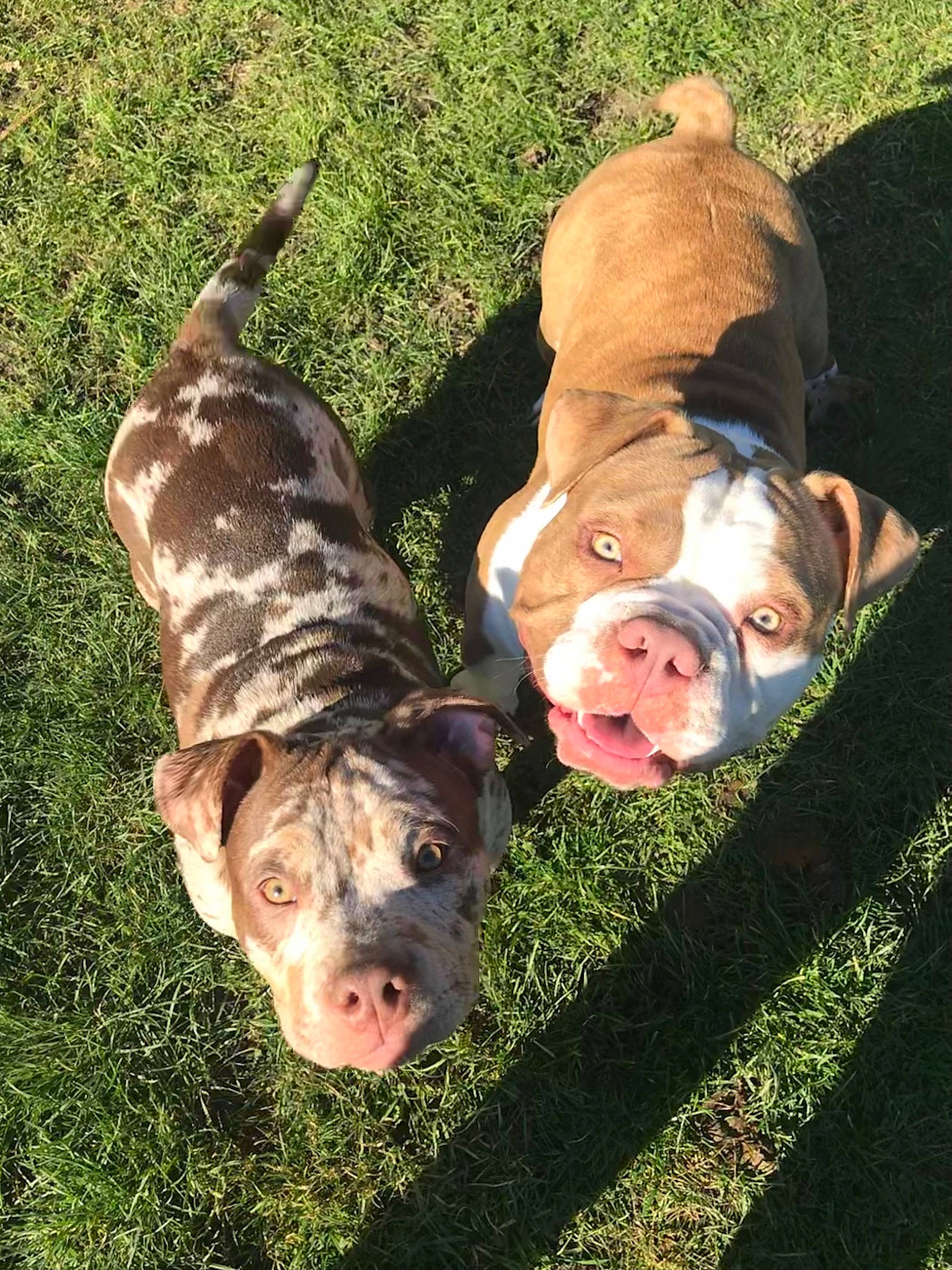 Scar participe au concours pour gagner de l'argent avec cette photo : canidae, carnivore, companion_dog, dog, dog_breed, dog_supply, fawn, grass, liver, non_sporting_group, plant, snout, sporting_group, terrestrial_animal, tree, working_animal, working_dog