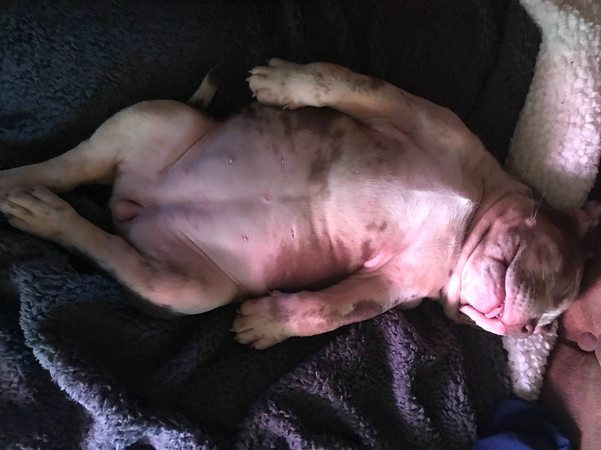 Tina participe au concours pour gagner de l'argent avec cette photo : canidae, carnivore, chest, comfort, darkness, dog, dog_breed, domestic_pig, fawn, flesh, fur, guard_dog, jaw, meat, non_sporting_group, pork, snout, sporting_group, suidae, wrinkle