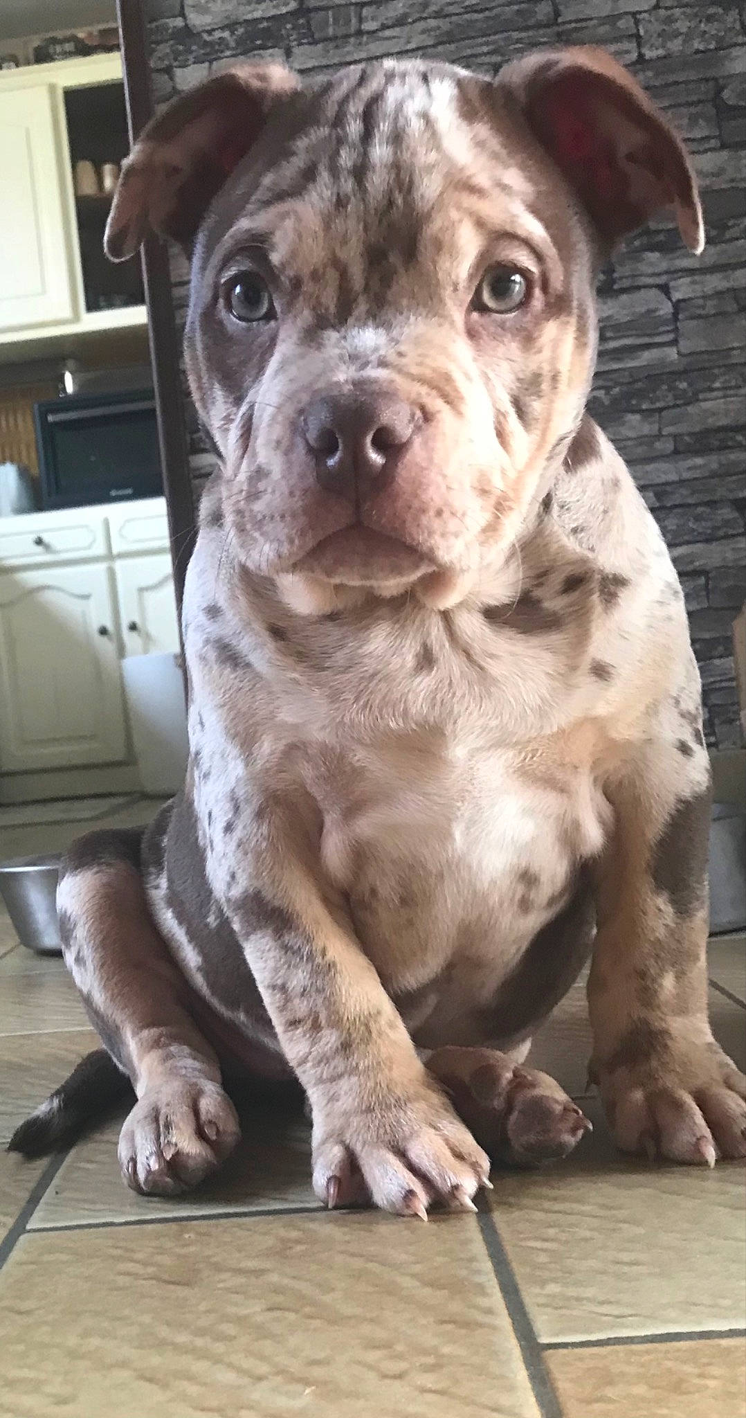 Tina a rejoint le concours — aidez-le/la à gagner de superbes lots ! cabinetry, carnivore, chest_of_drawers, companion_dog, dog, dog_breed, fawn, fur, guard_dog, liver, molosser, non_sporting_group, picture_frame, snout, sporting_group, television, terrestrial_animal, whiskers, working_animal, working_dog