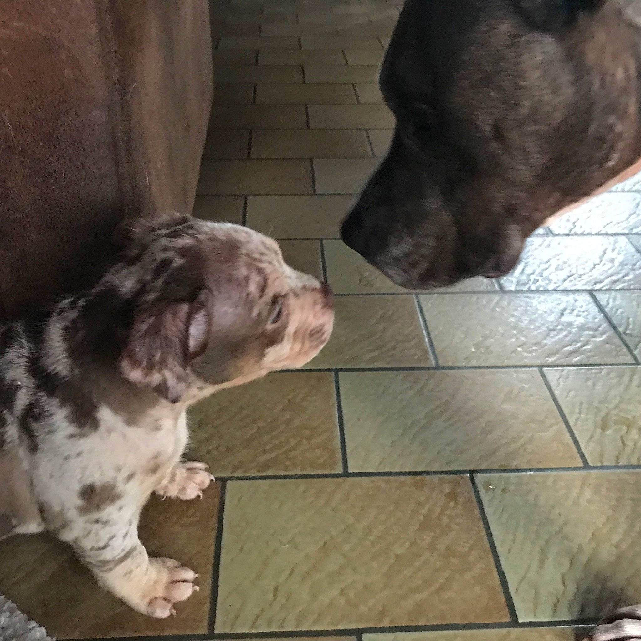 Tina participe au concours pour gagner de l'argent avec cette photo : canidae, carnivore, companion_dog, dog, dog_breed, dog_collar, fawn, flooring, fur, gesture, guard_dog, gun_dog, liver, non_sporting_group, snout, sporting_group, tail, terrestrial_animal, whiskers, working_animal